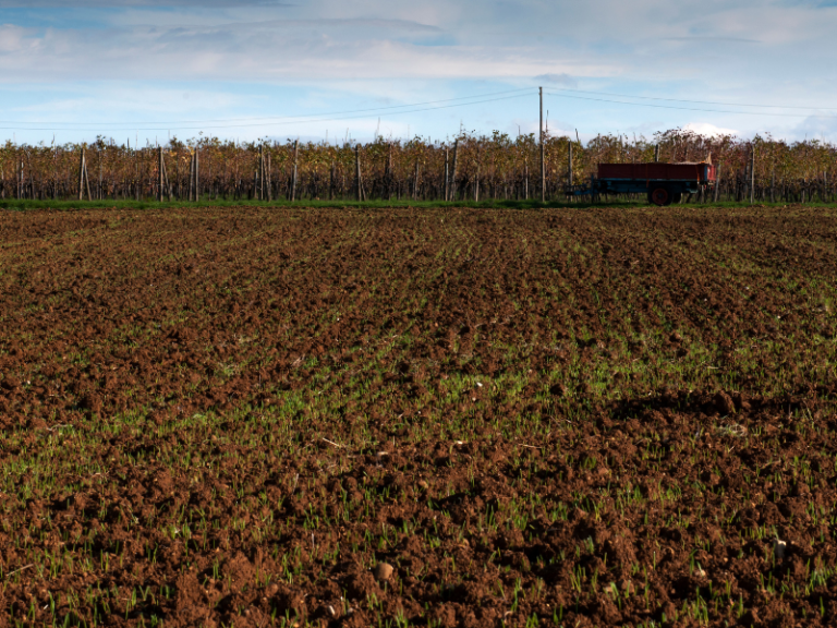 Campo con sorgo