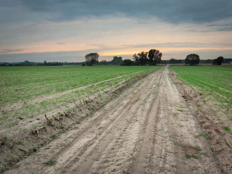 Camino del campo